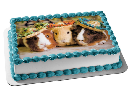 Cute Guinea Pigs Together Hats Sombrero Edible Cake Topper Image ABPID00836 Online now